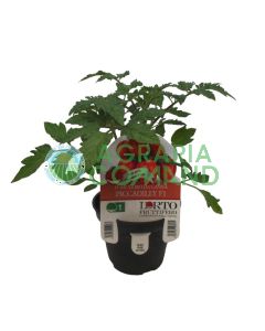 Pianta pomodoro Piccadilly Pianta pomodoro Piccadilly