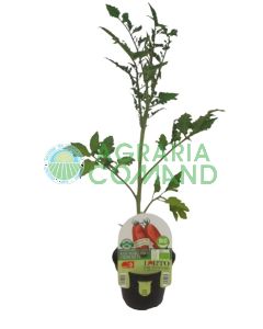 Pianta Pomodoro San Marzano Uriburi Pianta Pomodoro San Marzano Uriburi