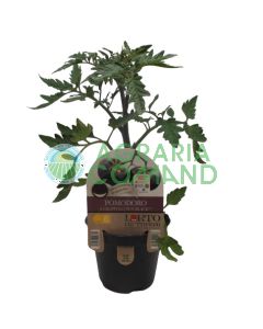 Pomodoro a grappolo sun black Pomodoro a grappolo sun black