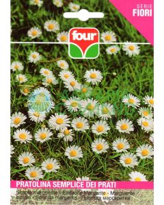 Pratolina semplice dei prati