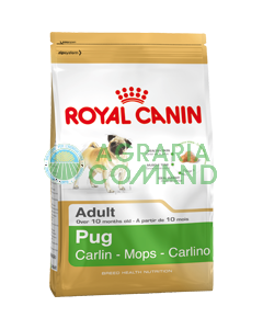 PUG Carlino Adulto crocchette kg.1,5 Royal Canin
