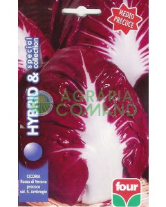 CICORIA ROSSA DI VERONA Selez. S. Ambrogio SPECIAL COLLECTION