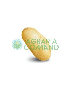 Patata-da-seme-donald-pasta-gialla