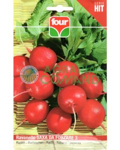 Seme ravanello Saxa da forzare 3