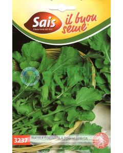 Rucola a foglia lobata