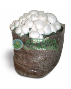 Balla_pronta_fungo_prataiolo_bianco