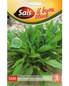 Rucola selvatica a foglia D'Ulivo Sais
