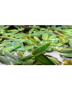 HYDRORYZA ARISTATA GALLEGGIANTE