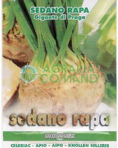 SEDANO RAPA GIGANTE DI PRAGA SEDANO RAPA GIGANTE DI PRAGA