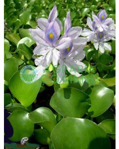 EICHORNIA CRASSIPES giacinto d'acqua