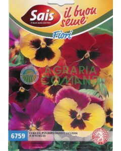 Viola del pensiero gigante svizzera miscuglio