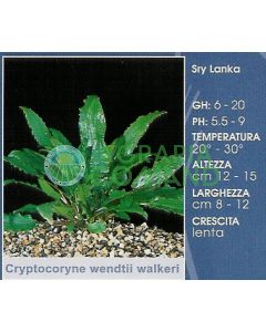 CRYPTOCORYNE WALKERI CRYPTOCORYNE WALKERI