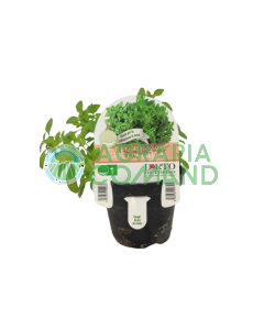 Piantina Basilico greco a palla Piantina Basilico greco a palla