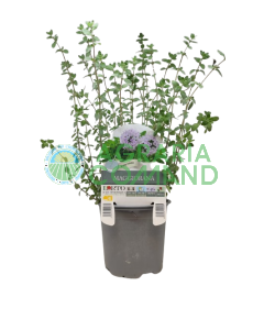 Mggiorana in vaso diametro 14 cm