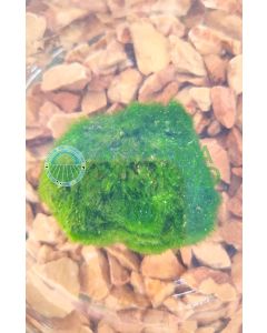 Cladophora o Aegagropila linnaei o MArimo alga