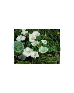 ZANTEDESCHIA AETHIOPICA