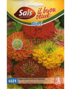 Zinnia gigante doppia in miscuglio