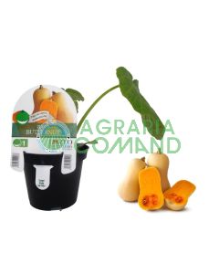 Pianta zucca Butternut Pianta zucca Butternut