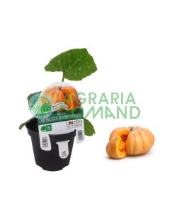 Pianta zucca Moscata di Provenza Pianta zucca Moscata di Provenza