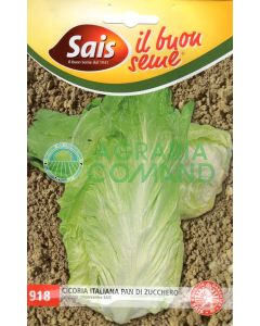 Semi cicoria Pan di Zucchero