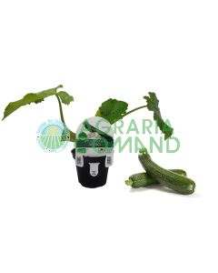 Pianta zucchino Sofia Pianta zucchino Sofia