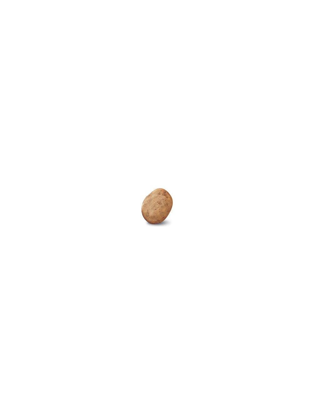 Patate Kennebec