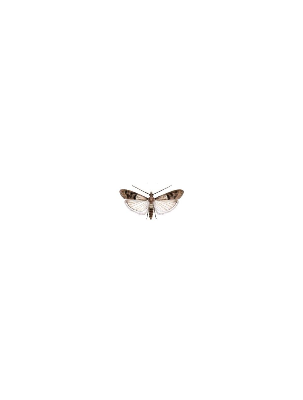 Feromone_plodia