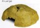 REPTIL CAVES X-LARGE