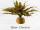 STAR CACTUS - DESERT PLANTS
