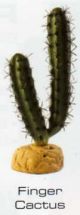 FINGER CACTUS - DESERT PLANTS