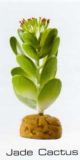 JADE CACTUS - DESERT PLANTS