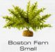 BOSTON FERN SMALL - RAINFOREST  PLANTS