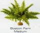 BOSTON FERN MEDIUM - RAINFOREST PLANTS