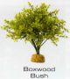 BOXWOOD BUSH - RAINFOREST PLANTS