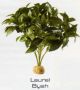LAUREL BUSH - RAINFOREST PLANTS