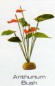 ANTHURIUM BUSH - RAINFOREST PLANTS