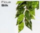 FICUS SILK LARGE - JUNGLE PLANTS