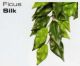 FICUS SILK SMALL - JUNGLE PLANTS