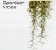 SPANISCH MOSS LARGE - JUNGLE PLANTS