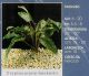 CRYPTOCORYNE BECKETTII
