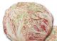 SEME DI CICORIA VARIEGATA CASTELFRANCO DI LUSIA  GR. 50  PRECOCE  formato calibrato