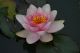 NYMPHAEA  HOLLANDIA fiore rosa