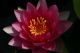 NYMPHAEA ATTRACTION fiore rosso