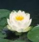 NYMPHAEA MARILACEA ALBIDA fiore bianco