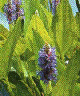 PONTEDERIA CORDATA