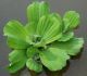 PISTIA STRATIOTES Lattuga d'acqua