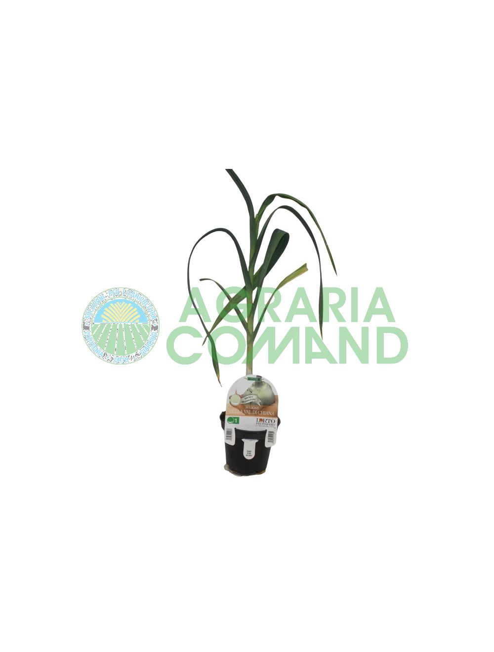 Pianta Aglione della Val di Chiana Pianta Aglione della Val di Chiana