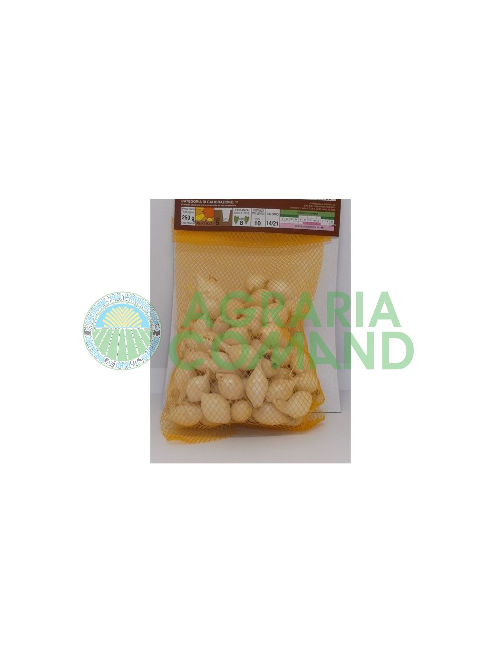 bulbilli cipolla bianca