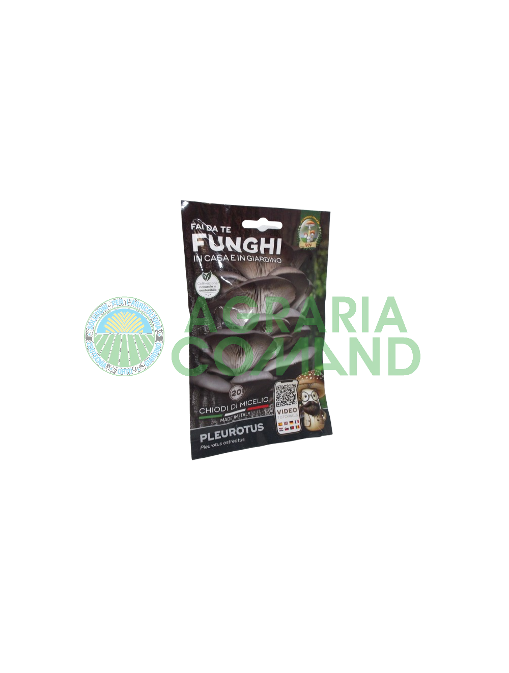 Chiodi micelio Pleurotus funghi Mara Chiodi micelio Pleurotus funghi Mara