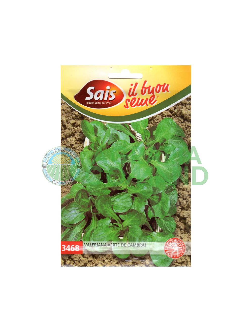 Valeriana Verte de Cambrai